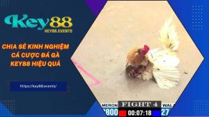 Chia sẻ kinh nghiệm cá cược đá gà KEY88 hiệu quả