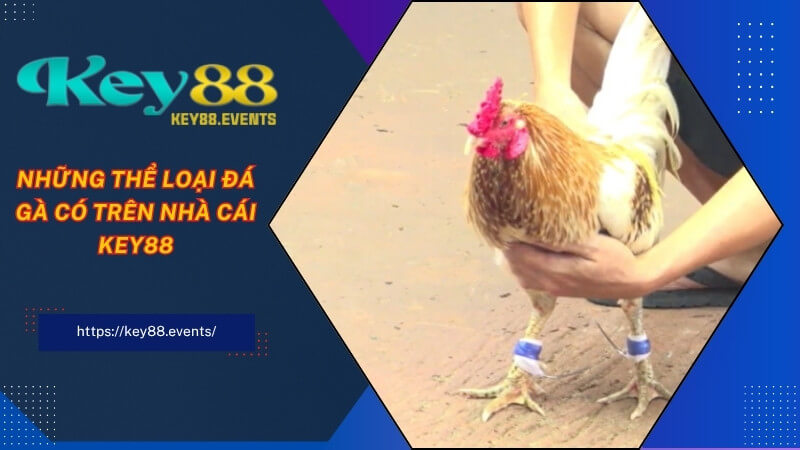 Những thể loại đá gà có trên nhà cái KEY88 Những thể loại đá gà có trên nhà cái KEY88
